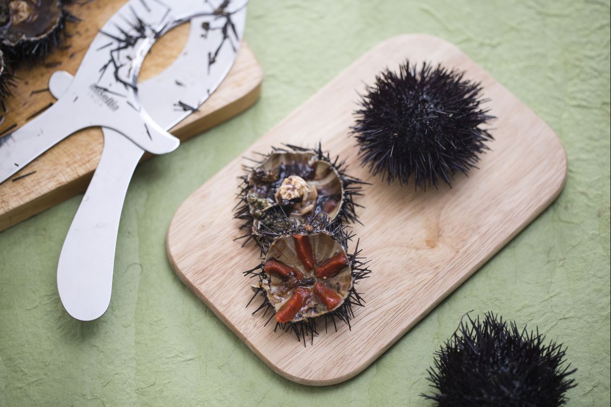 Cómo limpiar los erizos de mar